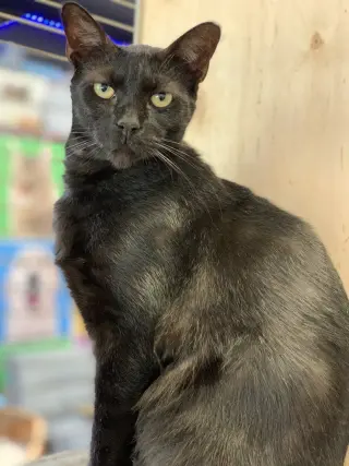 George