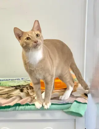 Cheddar