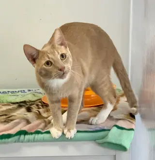 Cheddar
