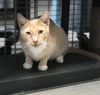 Cheddar