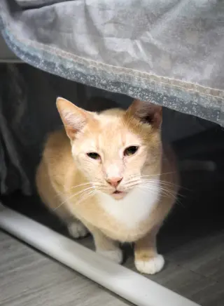 Cheddar
