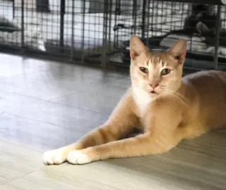 Cheddar