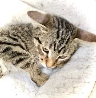 Mike Tabby
