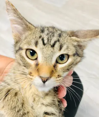 Mike Tabby