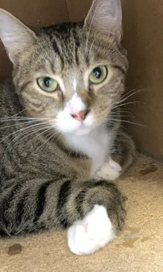 Boy