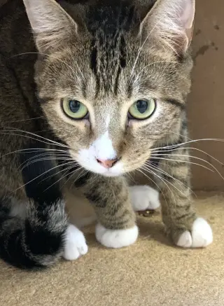 Boy