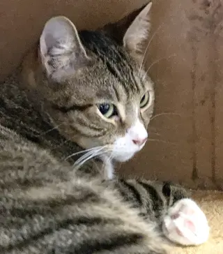 Boy