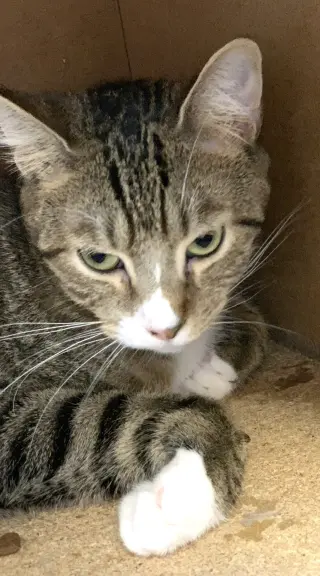 Boy