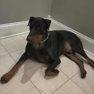 Zeus - Forever Foster