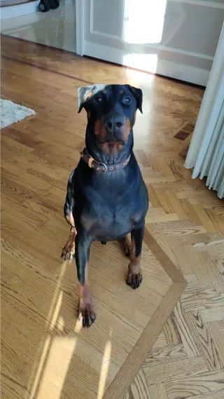 Zeus - Forever Foster