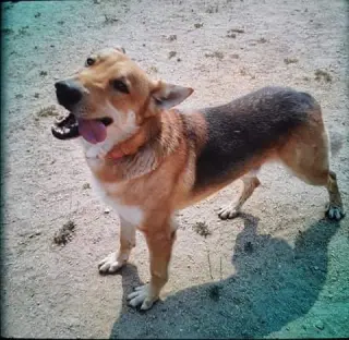 Max