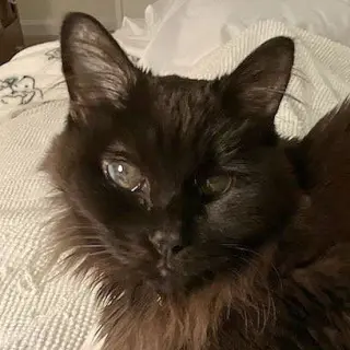Mattie