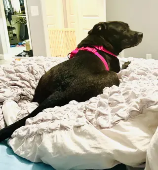 Astro
