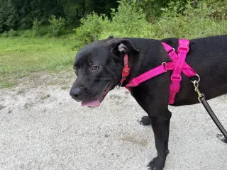 Astro