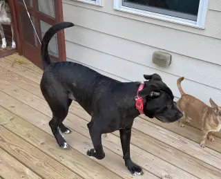 Astro