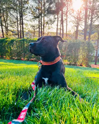 Astro