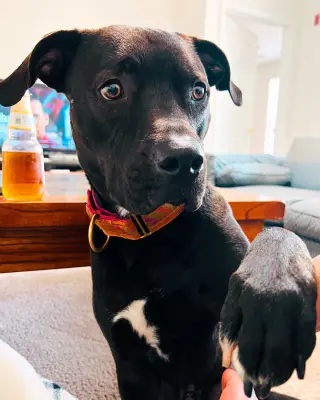 Astro