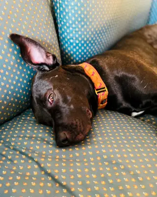 Astro