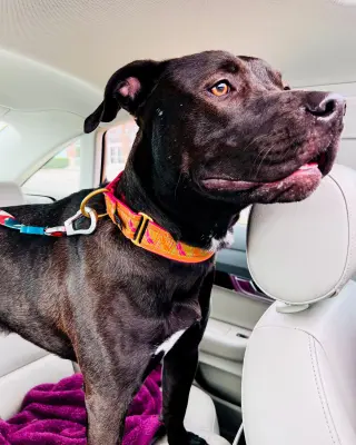 Astro