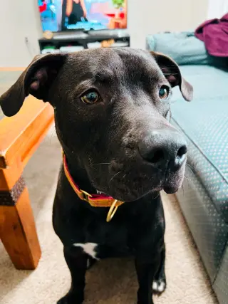 Astro
