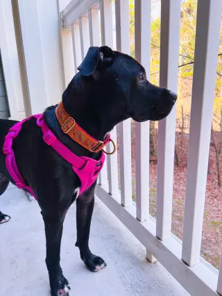 Astro