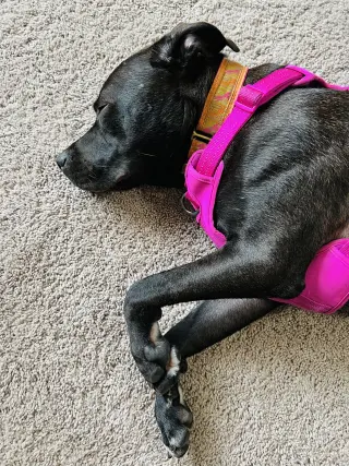 Astro