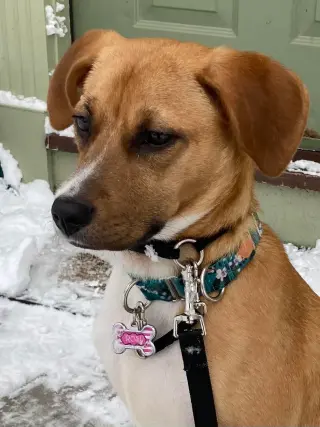 Rosy fka Evie