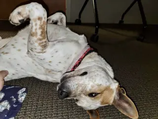 Tex
