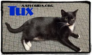 Fiji Tux