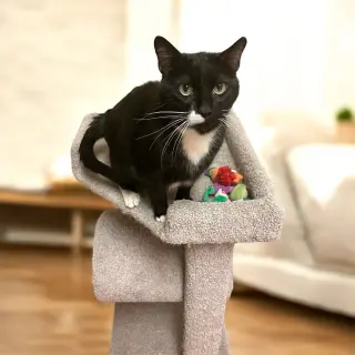 Fiji Tux