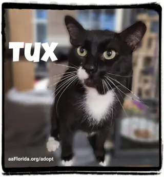 Fiji Tux