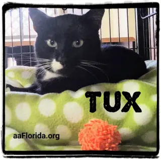 Fiji Tux