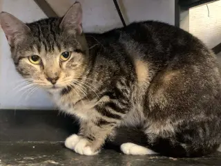 Shirley