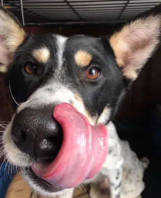 Galleta