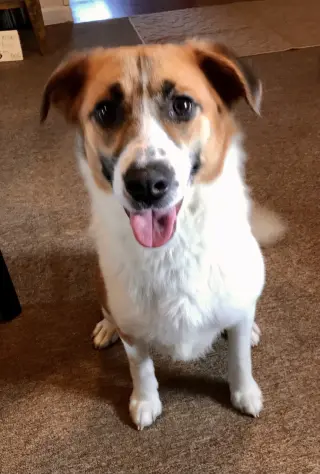 Piper