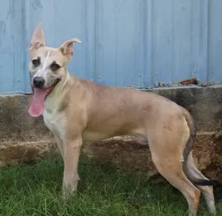 Benji