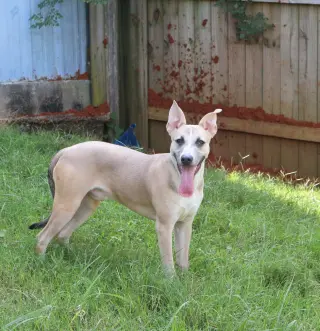 Benji