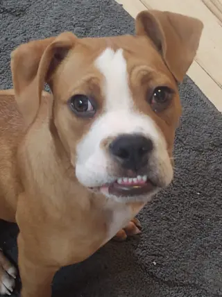Ashton now Tyson - FOSTER OR ADOPT ME!!