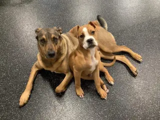 Ashton now Tyson - FOSTER OR ADOPT ME!!