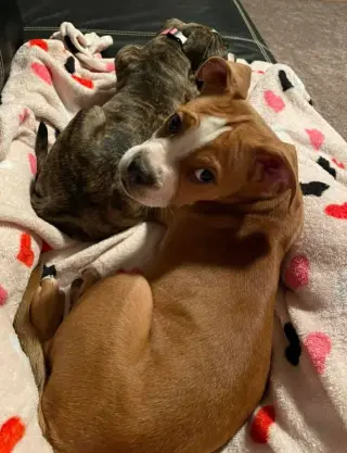 Ashton now Tyson - FOSTER OR ADOPT ME!!