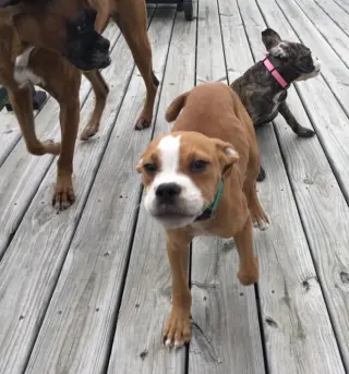 Ashton now Tyson - FOSTER OR ADOPT ME!!