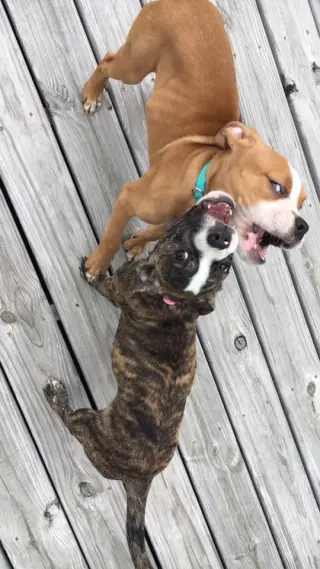 Ashton now Tyson - FOSTER OR ADOPT ME!!