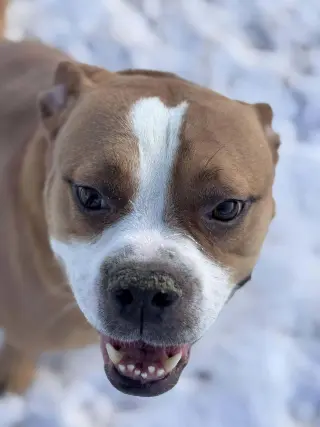 Ashton now Tyson - FOSTER OR ADOPT ME!!