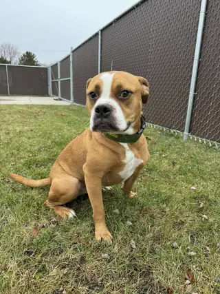 Ashton now Tyson - FOSTER OR ADOPT ME!!
