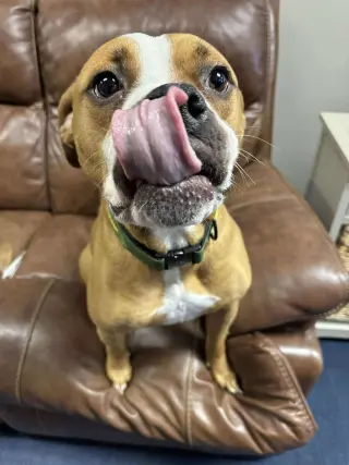 Ashton now Tyson - FOSTER OR ADOPT ME!!