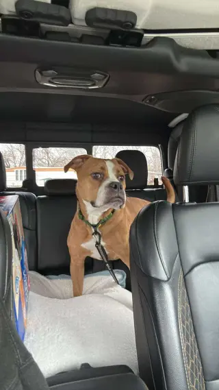 Ashton now Tyson - FOSTER OR ADOPT ME!!