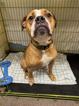 Ashton now Tyson - FOSTER OR ADOPT ME!!