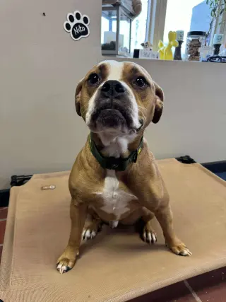 Ashton now Tyson - FOSTER OR ADOPT ME!!