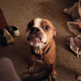 Ashton now Tyson - FOSTER OR ADOPT ME!!