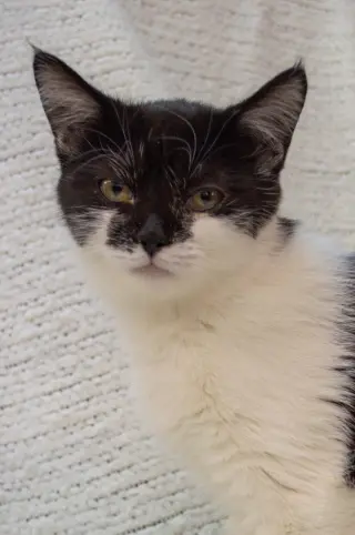 Chai